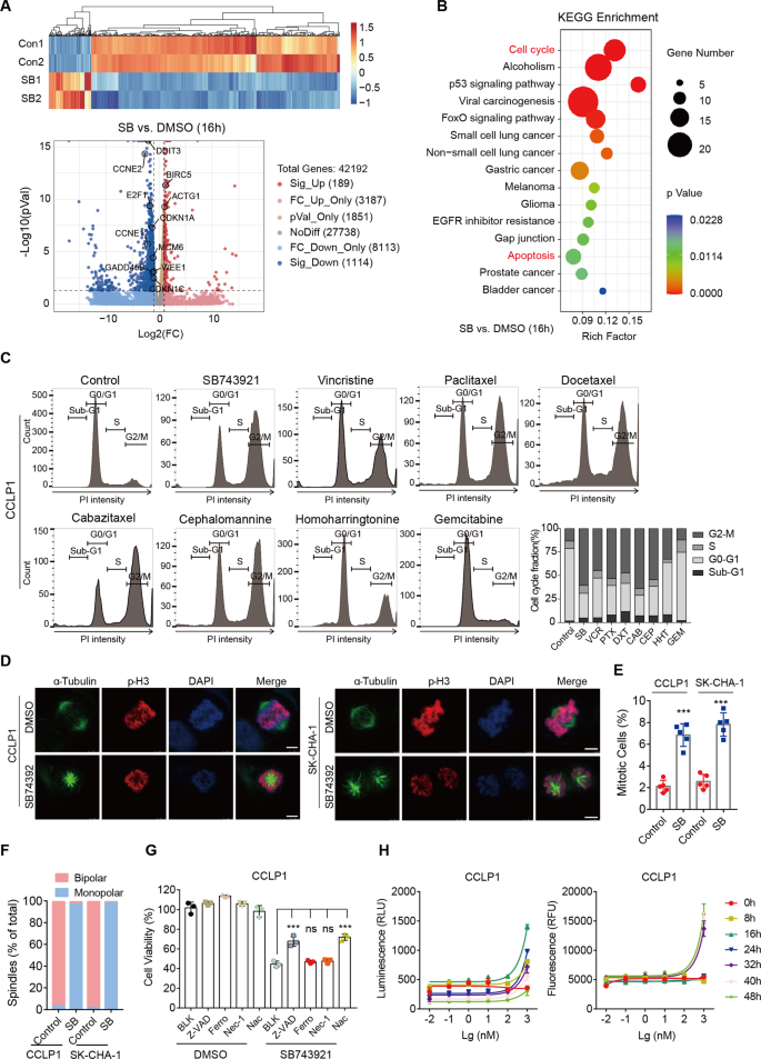 Fig. 4: KSP inhibition causes mitotic arrest and cell apoptosis.