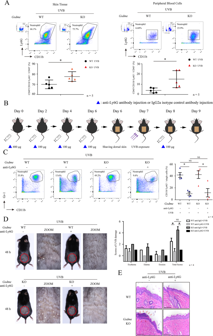Fig. 6: Depleting neutrophils eliminates the aggravation of UVB-caused skin damage in Gsdme−/− mice.