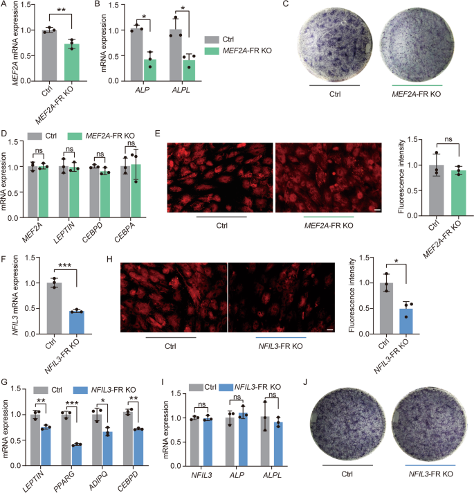 Lineage-selective super enhancers mediate core regulatory circuitry during  adipogenic and osteogenic differentiation of human mesenchymal stem cells |  Cell Death & Disease
