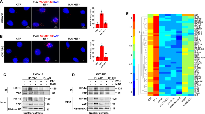 Fig. 2: ET-1 triggers the formation of YAP and HIF-1α nuclear complex, which regulates proinvasive and angiogenic factor secretion.