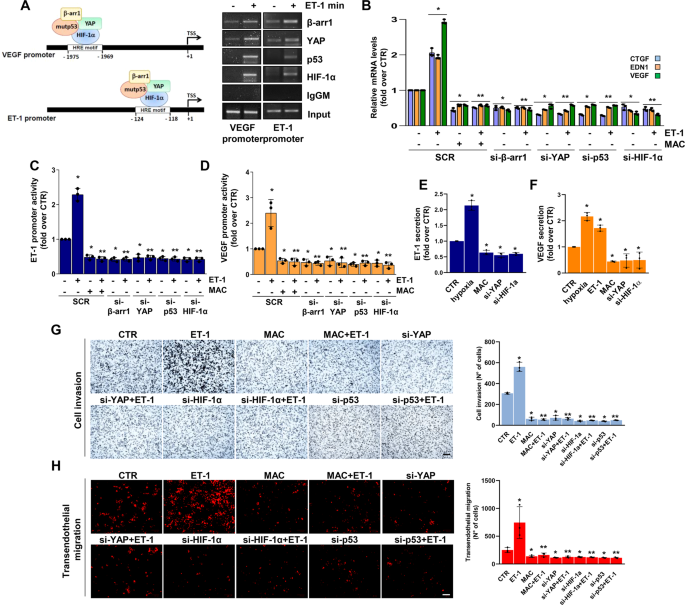 Fig. 3: mutp53/YAP engages HIF-1α to mediate the ET-1-induced transcriptional cooperation that promotes HG-SOC cell invasion and transendothelial migration.