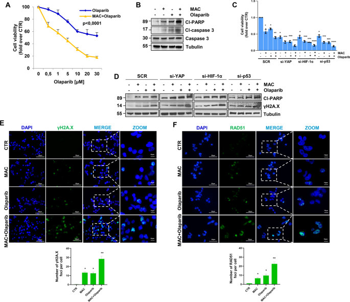 Fig. 6: ET-1R blockade by macitentan, hampering the mutp53/YAP/HIF-1α axis, enhances HG-SOC cell sensitivity to olaparib, promoting DNA damage and apoptosis.