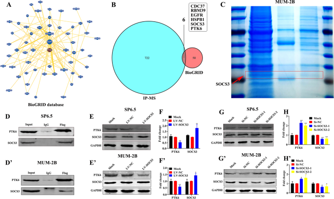 Fig. 5: SOCS3 binds to PTK6 and inhibits PTK6 expression.