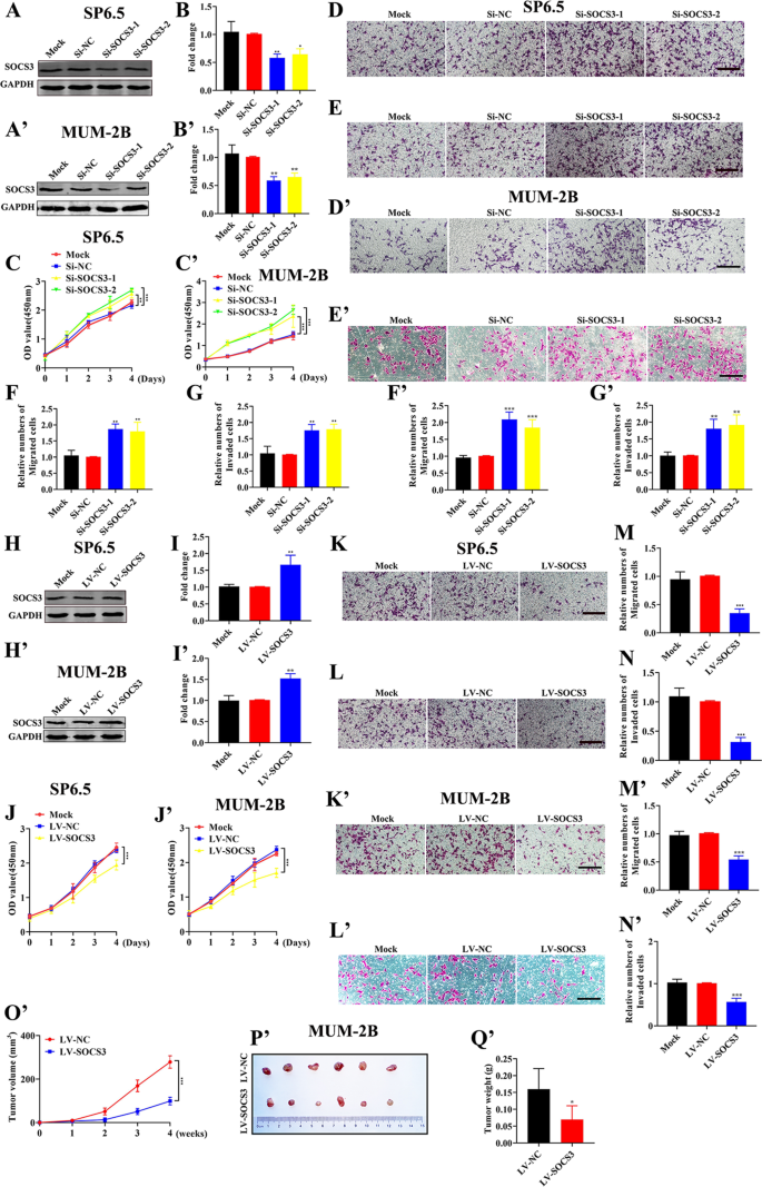 Fig. 6: SOCS3 inhibits the proliferation, migration, and invasion of UM cells in vitro and in vivo.