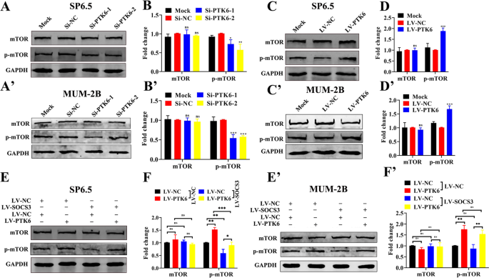 Fig. 8: PTK6 promotes mTOR phosphorylation.