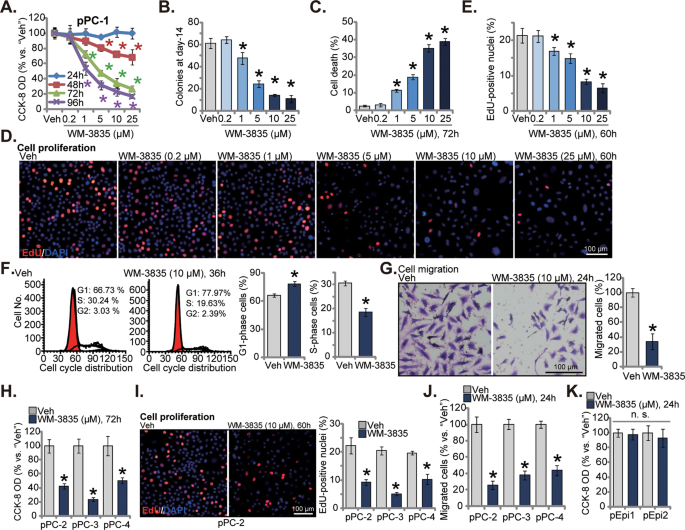 Fig. 1: WM-3835 inhibits primary CRPC cell viability, cell cycle progression, proliferation and migration in vitro.