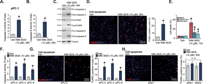 Fig. 2: WM-3835 provokes apoptosis in primary CRPC cells.
