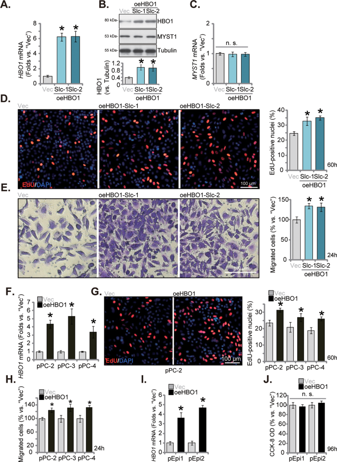 Fig. 4: Ectopic overexpression of HBO1 exerts pro-cancerous activity in primary CRPC cells.