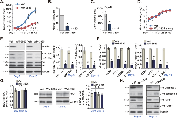 Fig. 7: WM-3835 injection hinders pPC-1 xenograft growth in nude mice.