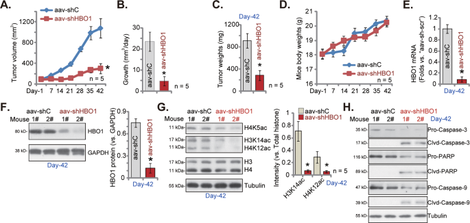 Fig. 8: HBO1 silencing hinders pPC-1 xenograft growth in nude mice.