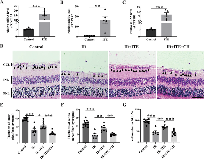 Fig. 3: The protective role of ITE in alleviating retinal injury was AhR activation dependent.