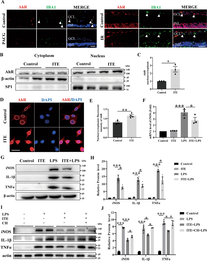 Fig. 4: ITE alleviated LPS induced inflammation via activating AhR in BV2 microglia.