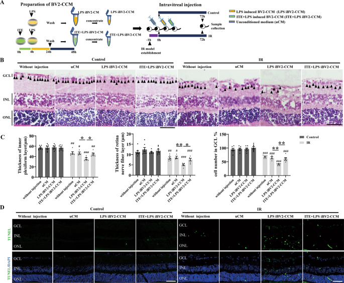 Fig. 5: ITE conferred retinal protection against microglia derived toxins induced by LPS in retinal IR injury.