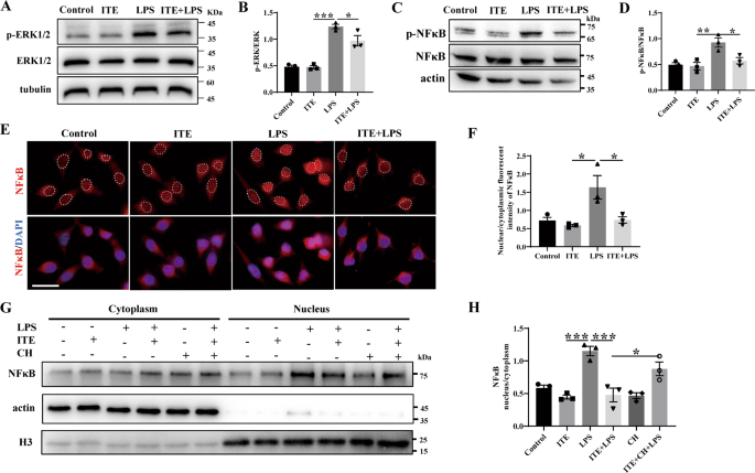 Fig. 7: ITE alleviated LPS induced NFκB and ERK signaling via AhR activation in BV2 microglia.