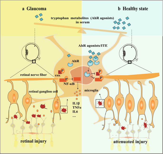 Fig. 8: AhR dependent anti-inflammation and neuroprotective effects of tryptophan metabolites on retinas under ocular hypertension.
