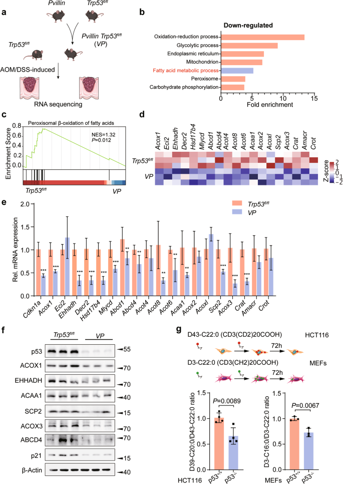 Fig. 1: p53 facilitates peroxisomal β-oxidation.