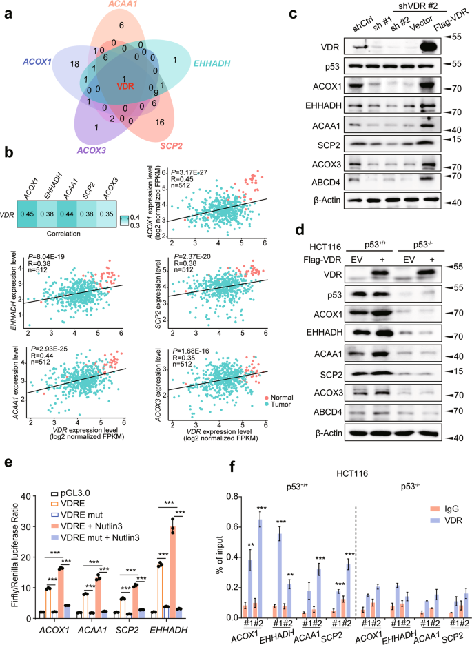 Fig. 2: p53 is associated with VDR to promote the expression of genes involved in peroxisomal β-oxidation.