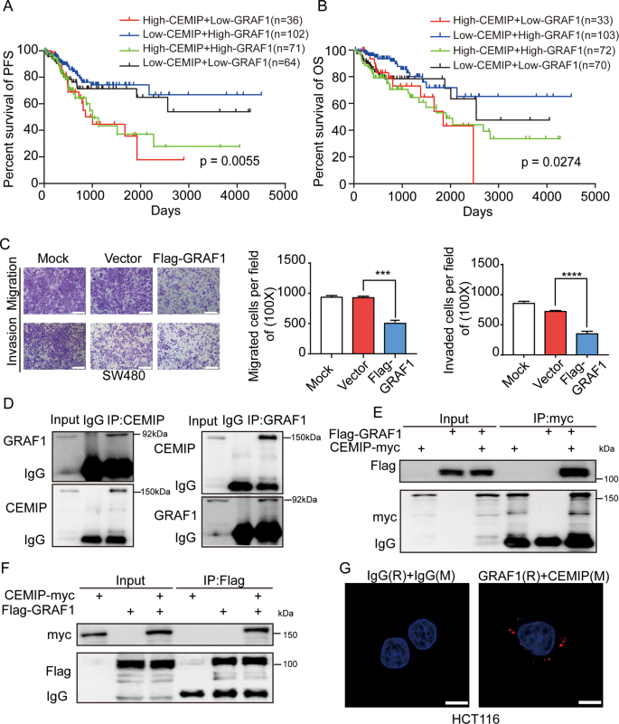 Fig. 1: CEMIP has negative correlation with GRAF1 in CRC.