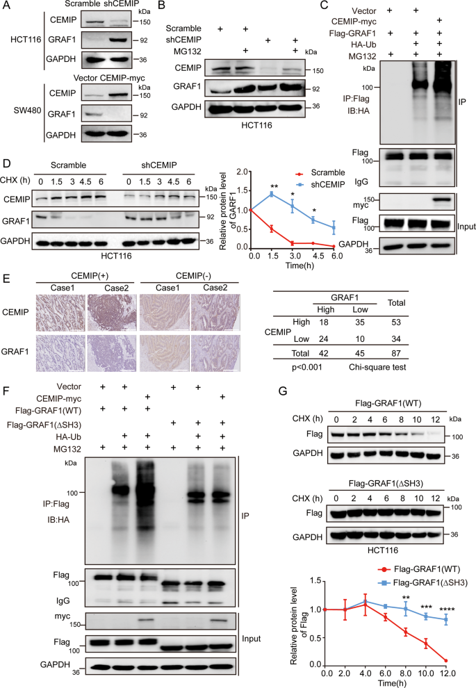 Fig. 2: CEMIP negatively regulates the stability of GRAF1.