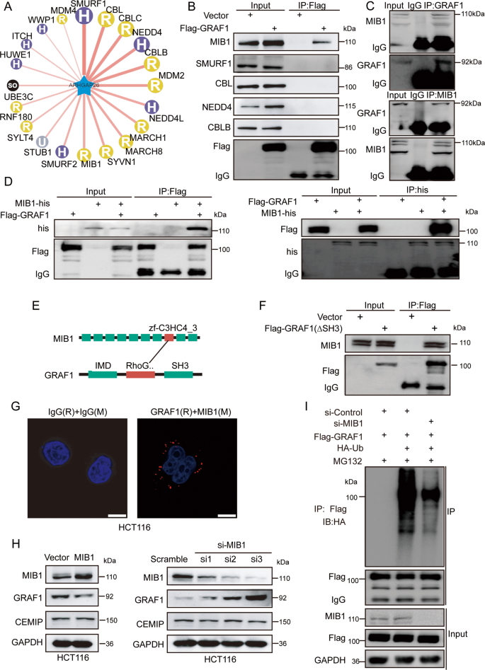 Fig. 3: Identification of MIB1 as a novel E3 ubiquitin ligase for GRAF1.