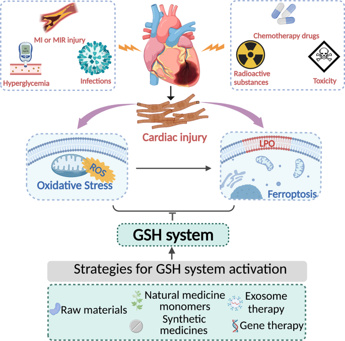 Fig. 1: Strategies to augment the cardiac GSH system during myocardial injury.