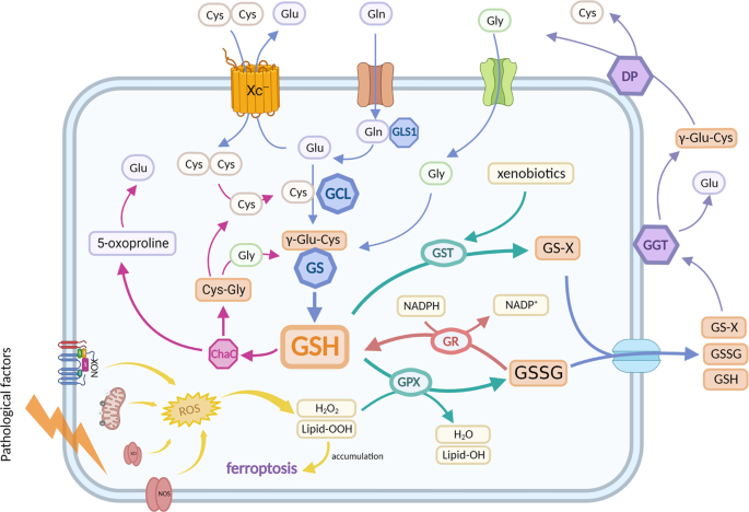 Fig. 2: Schematic diagram of intracellular GSH anabolism and function.