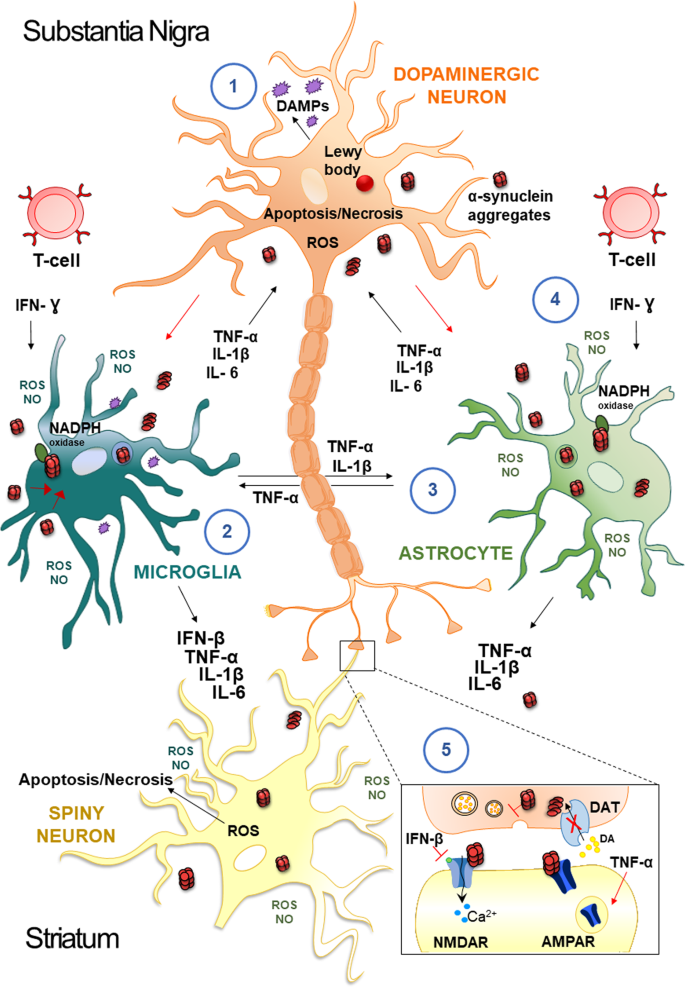 Fig. 2: Mechanisms underlying inflammation in PD.