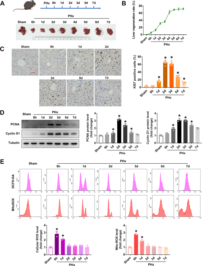 Mitochondria-derived H2O2 triggers liver regeneration via FoxO3a signaling pathway after partial hepatectomy in mice | Cell Death & Disease references-the-integrated-weapons-training-strategy-explained