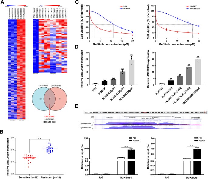 Fig. 1: Bioinformatics analyses of RNA expression profiling data show that histone modifications activate the expression of lncRNA LINC00969, which is upregulated in TKI-resistant lung cancer.