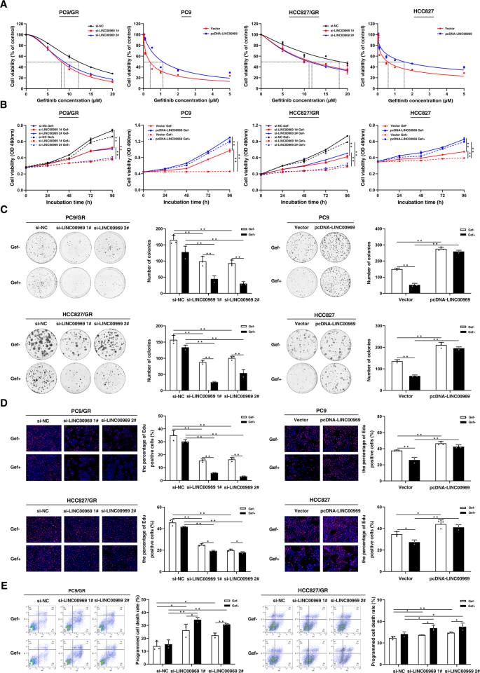 Fig. 2: LINC00969 promotes resistance to gefitinib in vitro.