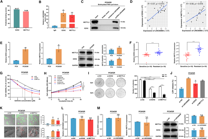 Fig. 4: LINC00969 functions by simultaneously interacting with EZH2 and METTL3.