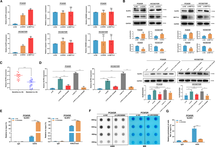 Fig. 5: LINC00969 interacts with EZH2 and METTL3, transcriptionally regulates the level of H3K27me3 in the NLRP3 promoter region, and posttranscriptionally modifies the m6A level of NLRP3, thus suppressing the classical pyroptosis pathway to promote gefitinib resistance.