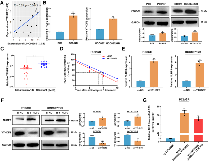 Fig. 6: LINC00969 regulates the expression of NLRP3 in an m6A-YTHDF2-dependent manner.