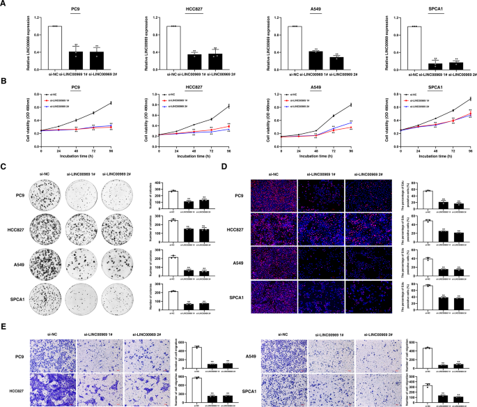 Fig. 7: LINC00969 contributes to NSCLC tumorigenesis.