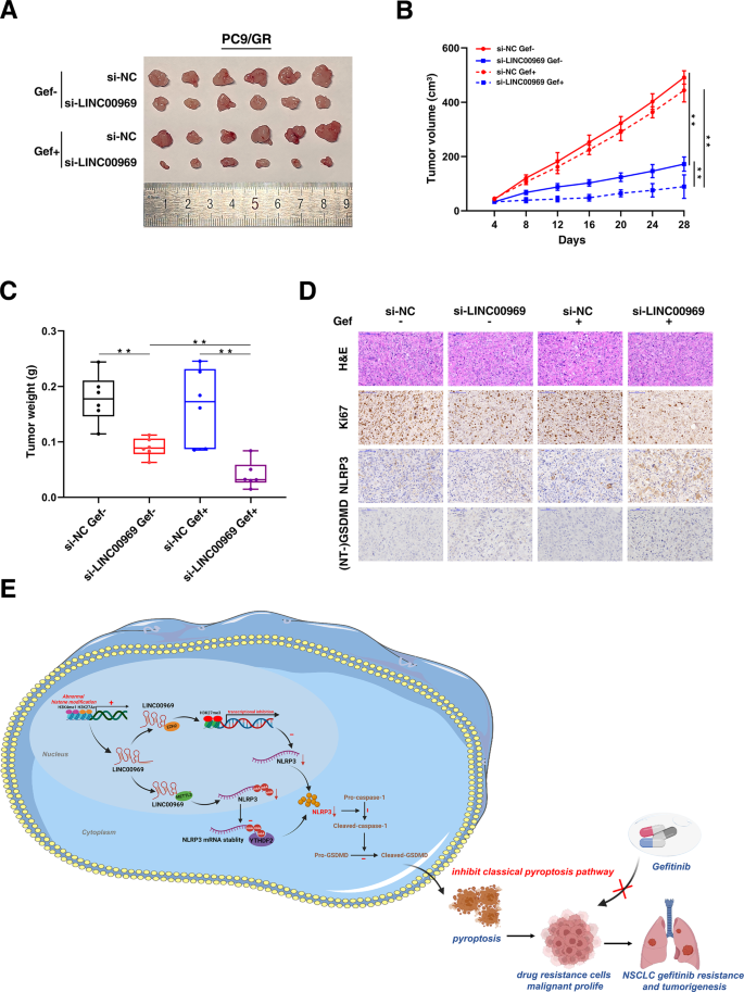 Fig. 8: LINC00969 regulates resistance to gefitinib in vivo.