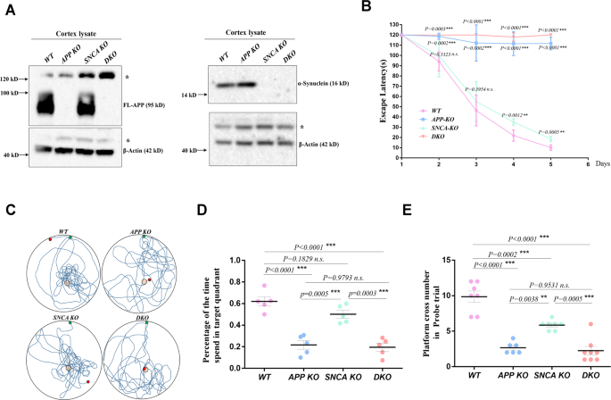 Fig. 1: APP and SNCA deficiency lead to spatial memory impairment in young rats.