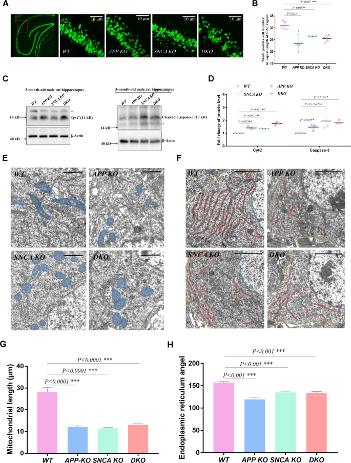 Fig. 2: APP and SNCA deficiency lead to hippocampal degeneration.