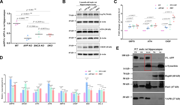Fig. 3: Mitochondrial degradation and ER stress in APP- and SNCA-deficient hippocampi.