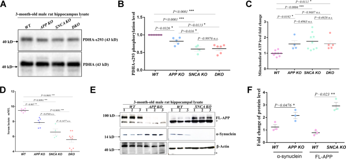 Fig. 4: MAM-located APP and α-synuclein maintain ER-mitochondrial calcium homeostasis.
