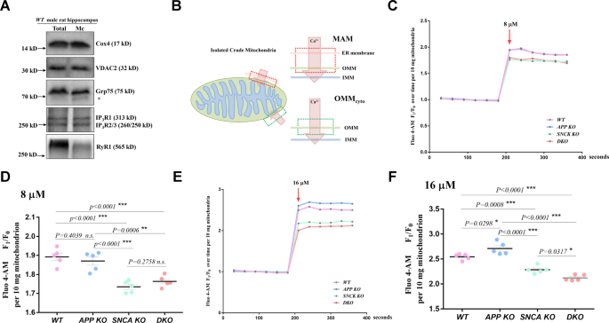 Fig. 5: APP and α-synuclein cooperatively control MAM calcium flow.