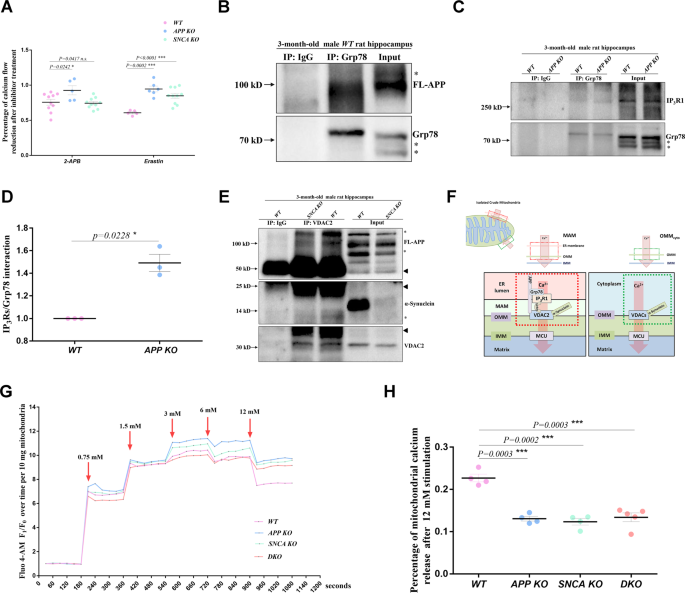 Fig. 6: APP and α-synuclein converge on the IP3R1-Grp75-VDAC2 axis.