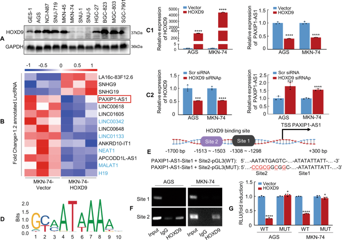 Fig. 1: Homeobox D9 (HOXD9) represses transcription of PAX-interacting protein 1-antisense RNA 1 (PAXIP-AS1).