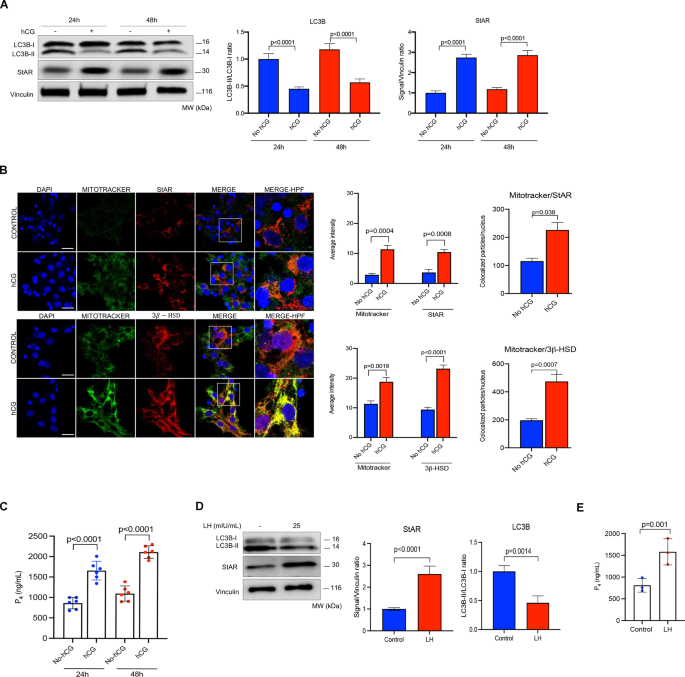 Fig. 1: Gonadotropin hormone hCG (human chorionic gonadotropin) increases steroidogenesis and activates autophagy in granulosa cells.