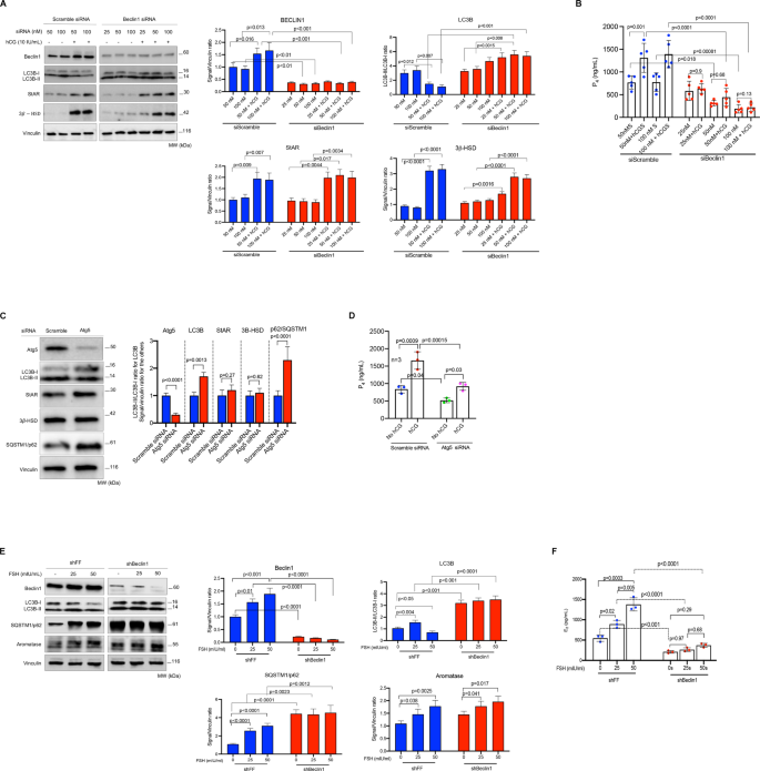 Fig. 3: Genetic interruption of autophagy via siRNA and shRNA significantly reduces progesterone and estrogen production in granulosa cells.