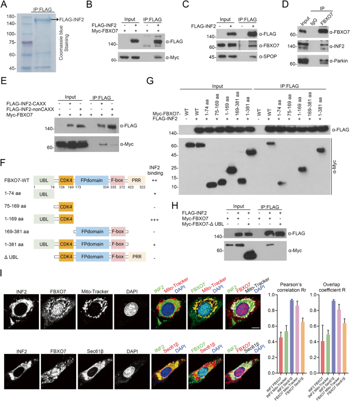 Fig. 2: Identification of INF2-FBXO7 protein complex.