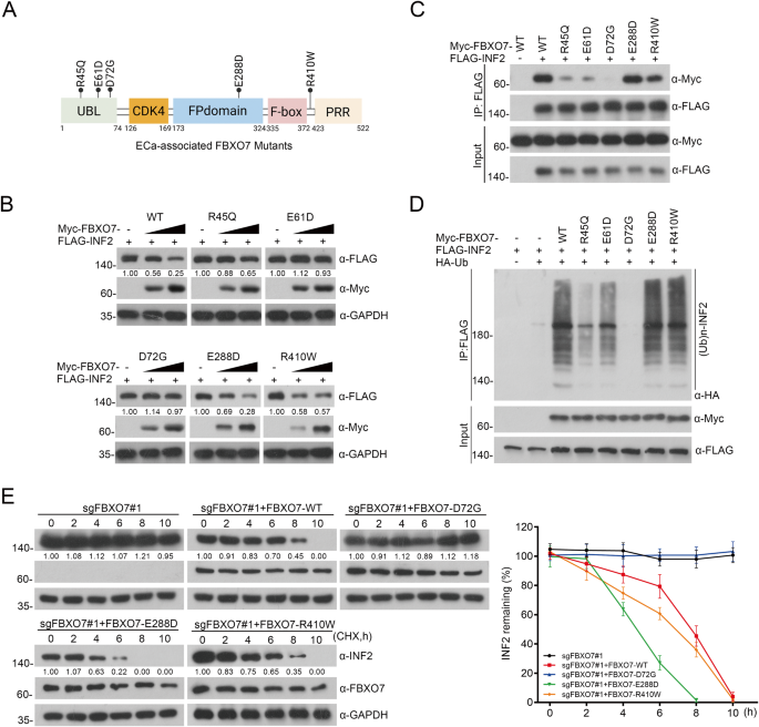 Fig. 4: The accumulation of INF2 induced by ECa-associated FBXO7 mutants.