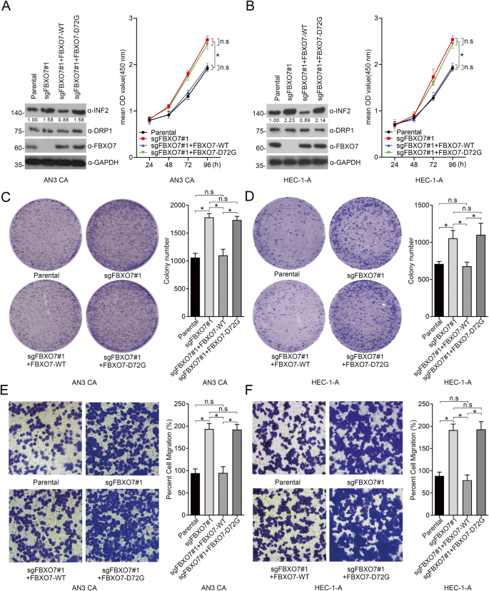 Fig. 5: FBXO7 knockout and FBXO7-D72G promote the proliferation and migration of ECa cells.