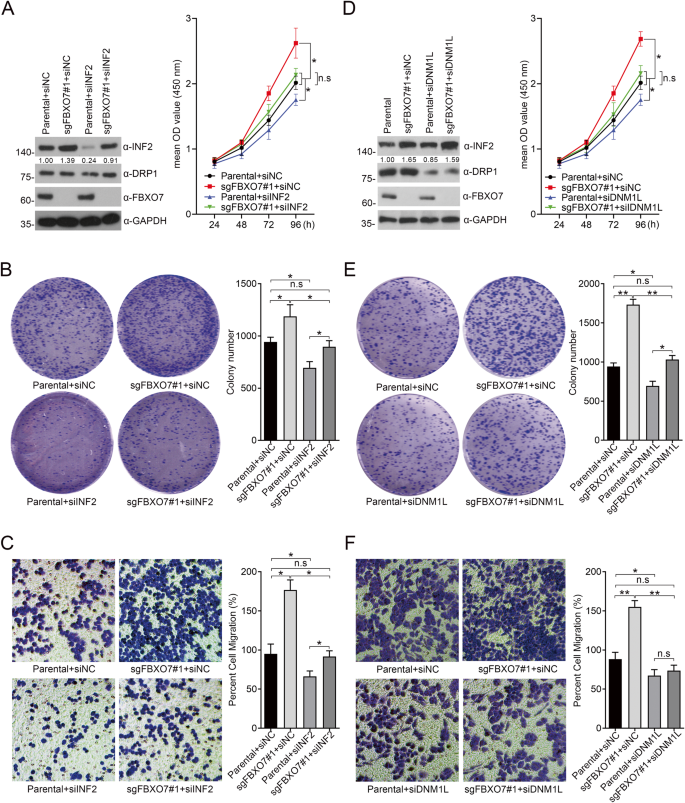 Fig. 6: FBXO7 suppresses AN3 CA cells proliferation and migration partly in an INF2-DRP1 axis-dependent manner.