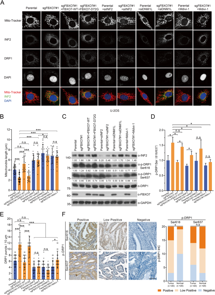 Fig. 7: FBXO7 suppresses INF2-DRP1 axis-associated mitochondrial division.