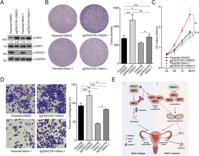 Fig. 8: DRP1 inhibitor Mdivi-1 reverses the proliferation and migration of AN3 CA cells induced by FBXO7 knockout.